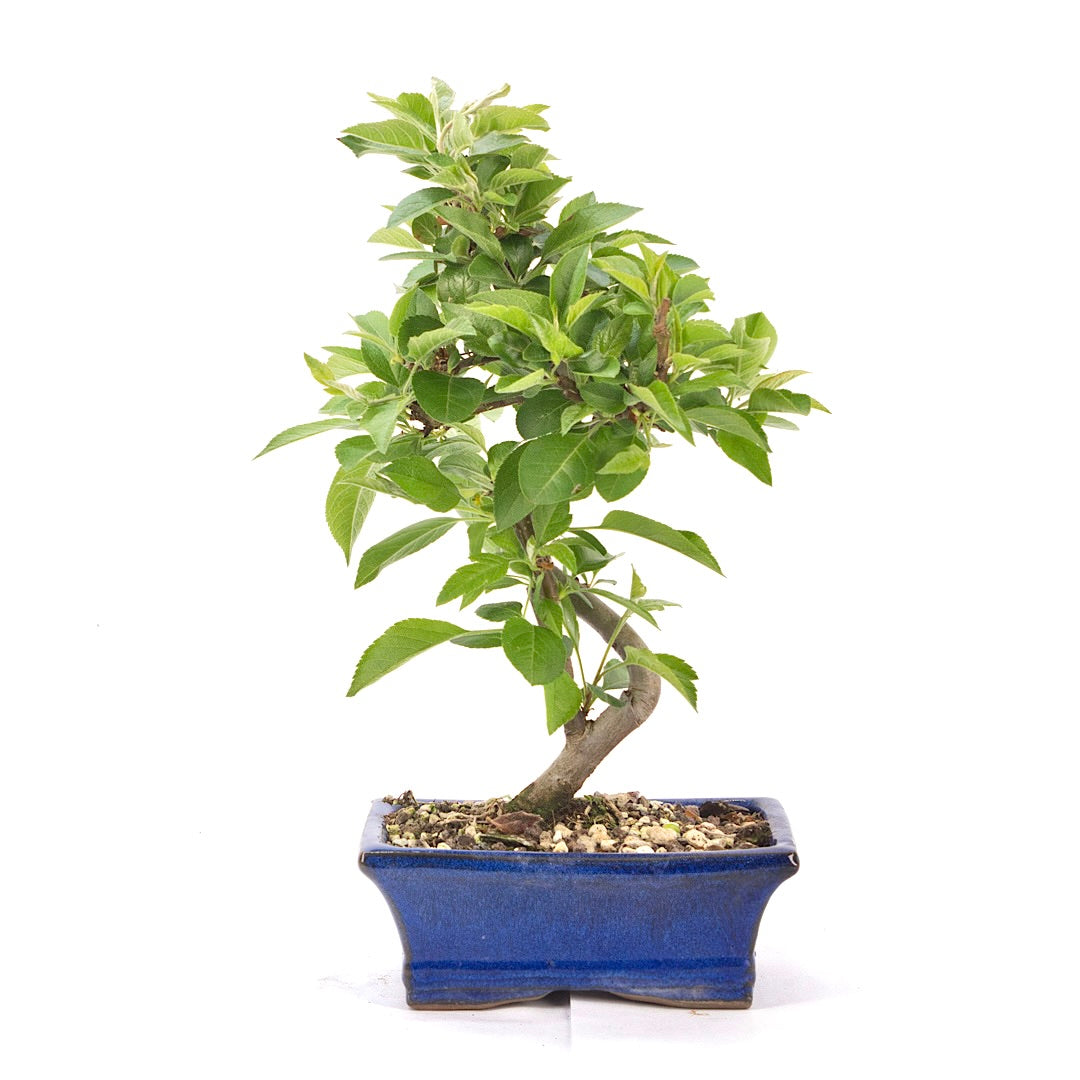 Zierapfel 'Malus spec.'